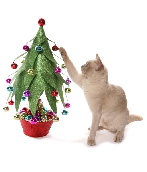 Birmaanse Kat Met Kerstboom Geïsoleerd Een Witte Achtergrond — Stockfoto