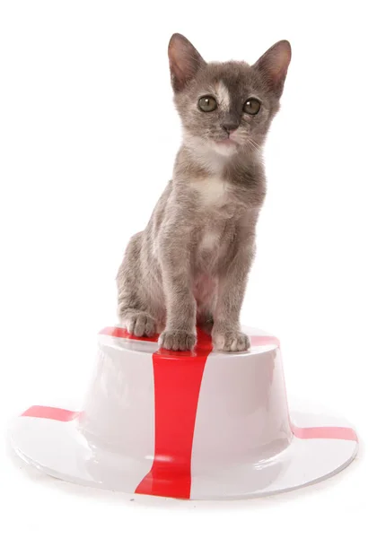 Burmese Kitten Georges England Hat Isolated White Background — Stock Photo, Image