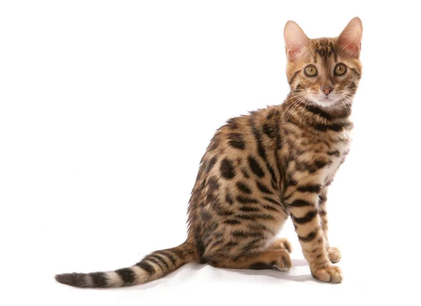 Young Adult Bengal Cat Portrait Isolated White Background — Stock Photo, Image