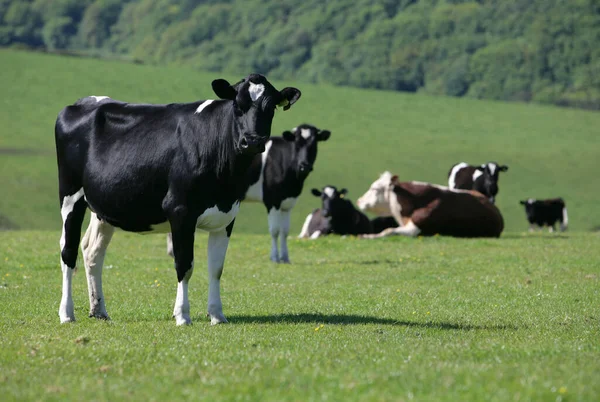 Kor Ett Fält Storbritannien Stockbild