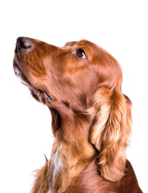 İrlandalı Red Setter Dog beyaz arka planda izole edildi