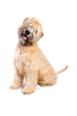 Yumuşak Kaplamalı Buğday Teriyeri Köpeği beyaz arka planda izole edilmiş