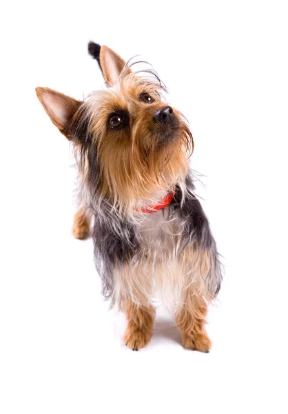 Australian Terrier Dog Isolerad Vit Bakgrund — Stockfoto