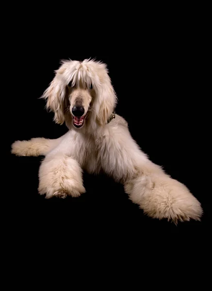 Afghan Hound Puppy Dog Aislado Sobre Fondo Negro —  Fotos de Stock