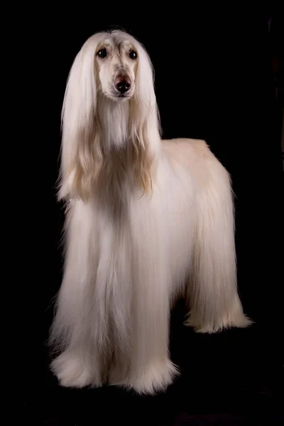 Afghan Hound Dog Isolert Svart Bakgrunn – stockfoto