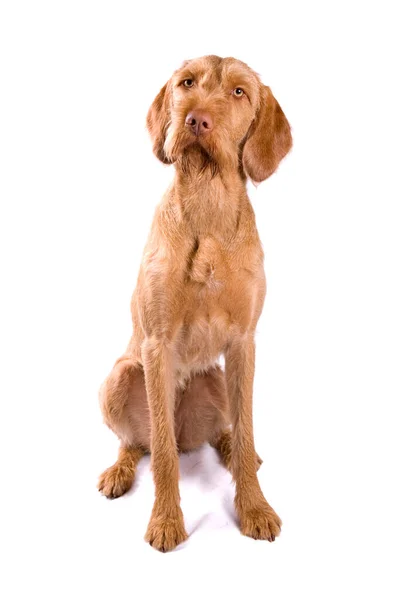 Czesky Fousek Hond Geïsoleerd Een Witte Achtergrond — Stockfoto