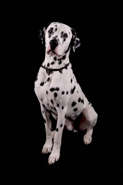 Perro Dálmata Aislado Sobre Fondo Negro —  Fotos de Stock