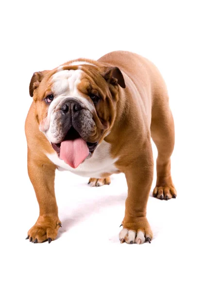 Cane Bulldog Inglese Isolato Uno Sfondo Bianco — Foto Stock