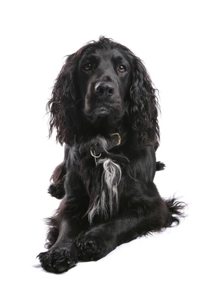 Engelska Springer Spaniel Isolerad Vit Bakgrund — Stockfoto