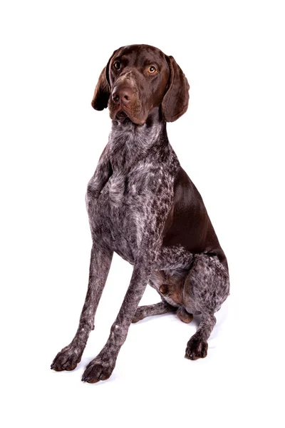 Duitse Pointer Hond Geïsoleerd Een Witte Achtergrond — Stockfoto