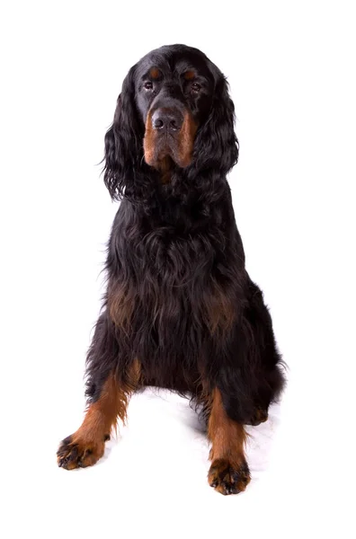 Gordon Setter Dog Изолирован Белом Фоне — стоковое фото
