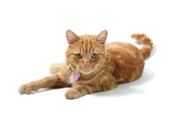 Ginger Domestic Cat Aislado Sobre Fondo Blanco —  Fotos de Stock