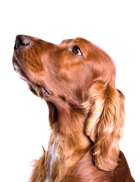 Irish Red Setter Dog Geïsoleerd Een Witte Achtergrond — Stockfoto