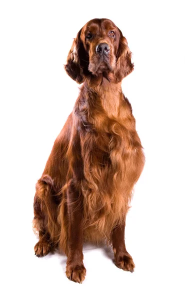 Ирландский Красный Сеттер Собака Изолированы Белом Фоне — стоковое фото