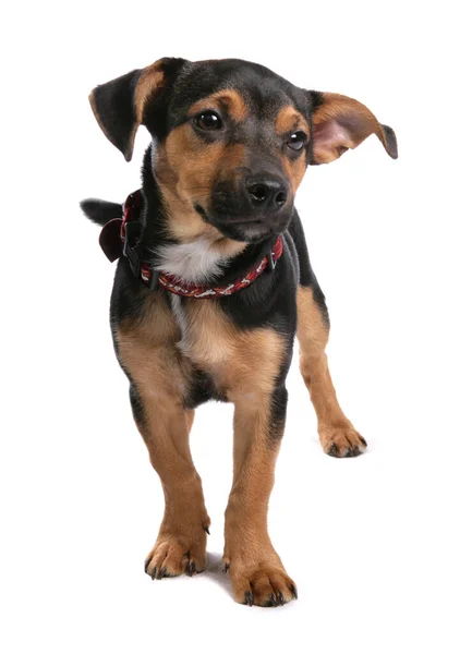 Jack Russell Terrier Puppy Dog Geïsoleerd Een Witte Achtergrond — Stockfoto