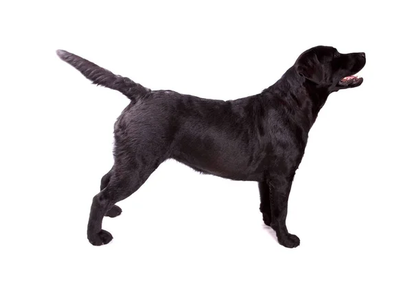 Black Labrador Retriever Dog Isolated White Background — Stock Photo, Image