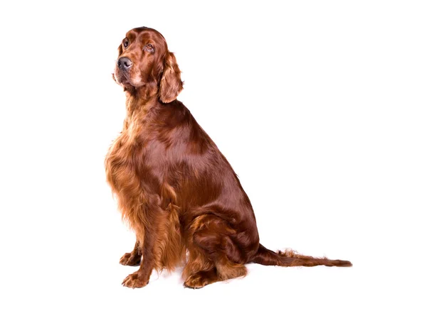 Irish Red Setter Dog Geïsoleerd Een Witte Achtergrond — Stockfoto