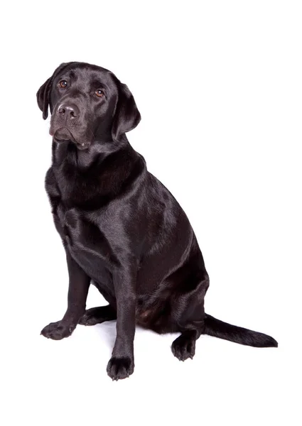 Black Labrador Retriever Dog Белом Фоне — стоковое фото