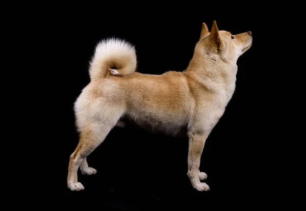 Shiba Inu Dog Isolato Uno Sfondo Nero — Foto Stock
