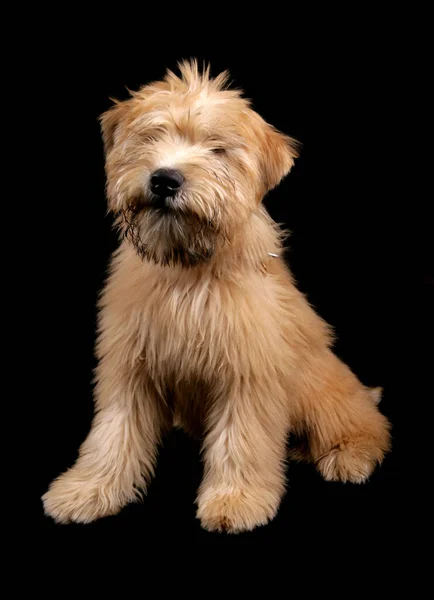 Soft Coated Wheaten Terrier Szczeniak Izolowany Czarnym Tle — Zdjęcie stockowe