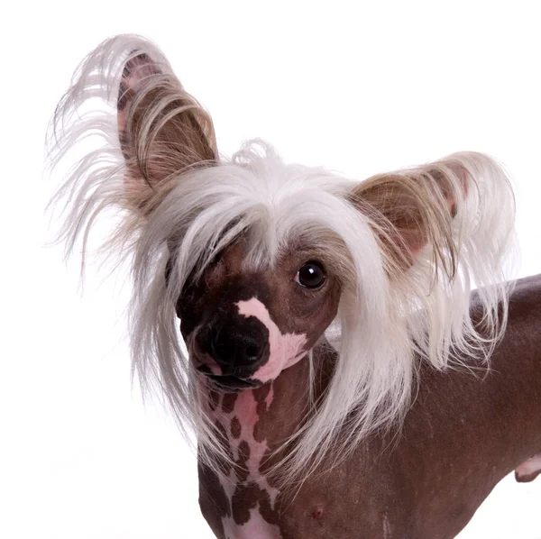 Chinese Crested Dog Isoliert Auf Weißem Hintergrund Stockbild