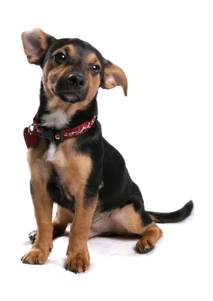 Jack Russell Terrier Valp Isolerad Vit Bakgrund Stockfoto