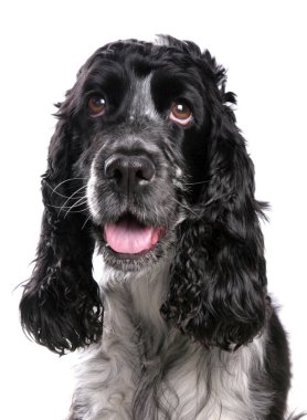 İngiliz Cocker Spaniel Köpek beyaz bir arka planda izole