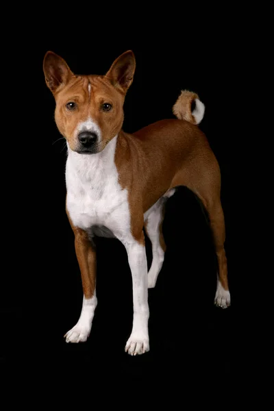 Basenji Perro Aislado Sobre Fondo Negro —  Fotos de Stock