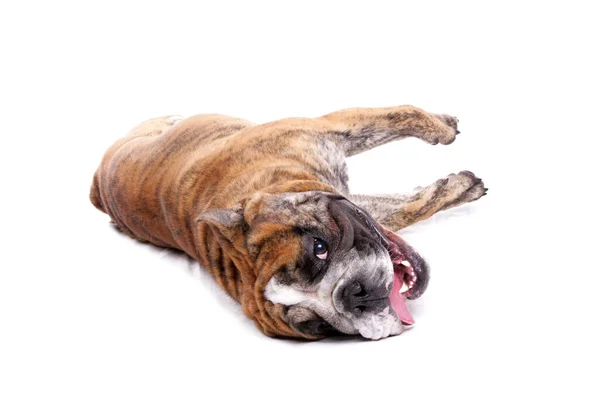 Englische Bulldogge Isoliert Auf Weißem Hintergrund — Stockfoto