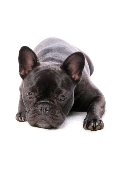 Cão Bulldog Francês Isolado Fundo Branco — Fotografia de Stock