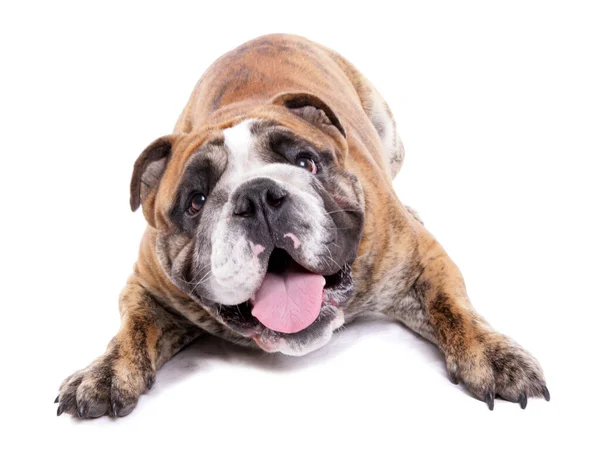 Engelska Bulldog Hund Isolerad Vit Bakgrund Stockbild
