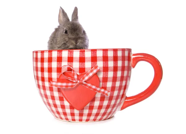 Bunny Rabbit Huge Tea Cup Studio Cutout Isolated White Background — Stock Photo, Image