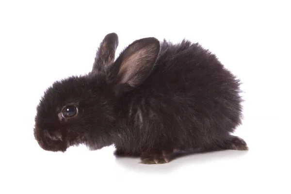 Single Week Old Baby Rabbit Studio Cutout Isolated White Background — Stock Photo, Image