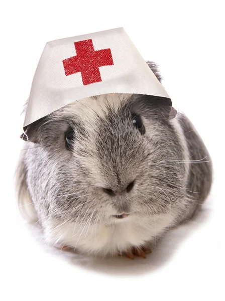 Medico veterinario — Foto Stock