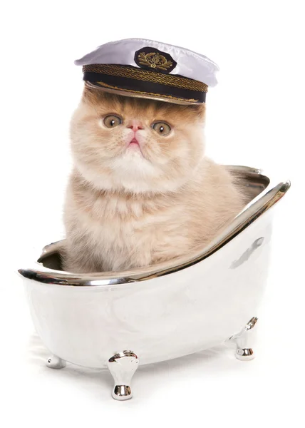 Bad tijd exotische kitten — Stockfoto