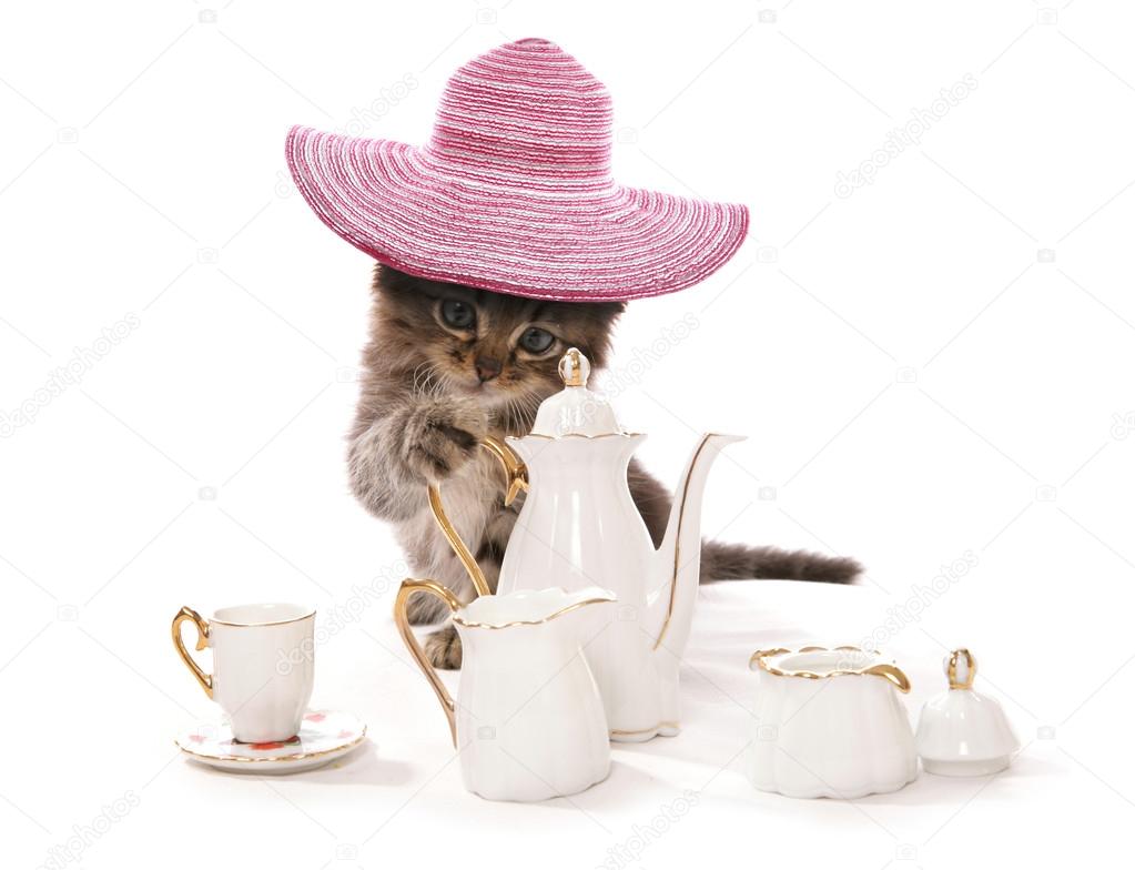 High tea asian kitten cat