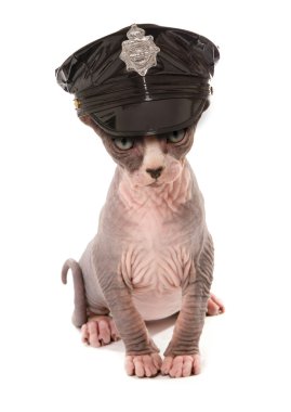 striptizci yavru kedi