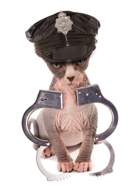 striptizci yavru kedi