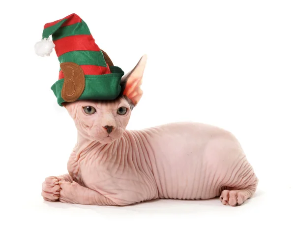 Sfinga elf cat — Stock fotografie