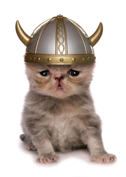 Gatito vikingo —  Fotos de Stock