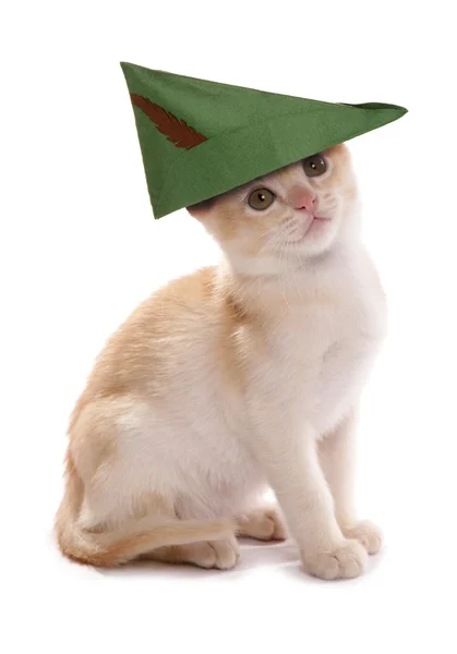 Robin hood kitten — Stock Photo, Image