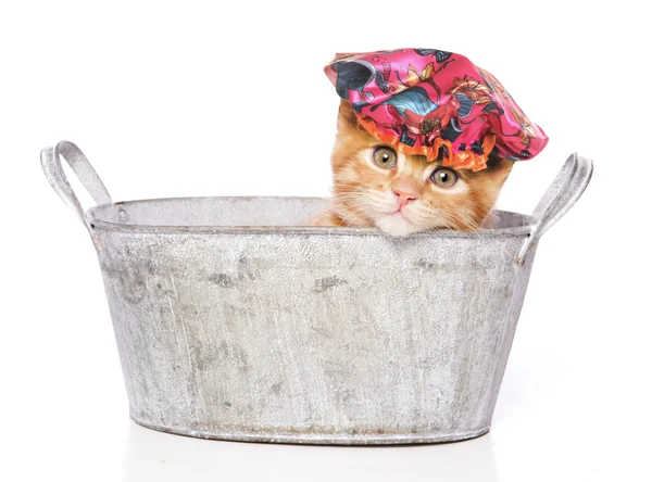 kedi bir banyoda