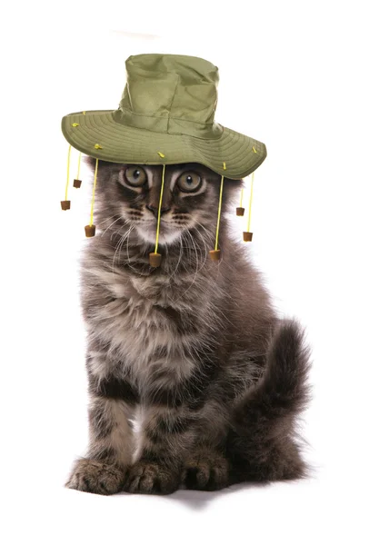 Gatinho usando chapéu de cortiça australiano — Fotografia de Stock