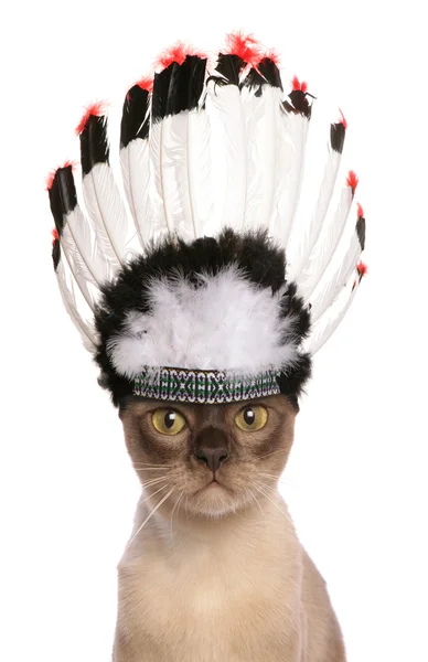 Indian cheif adult cat — Stock Photo, Image