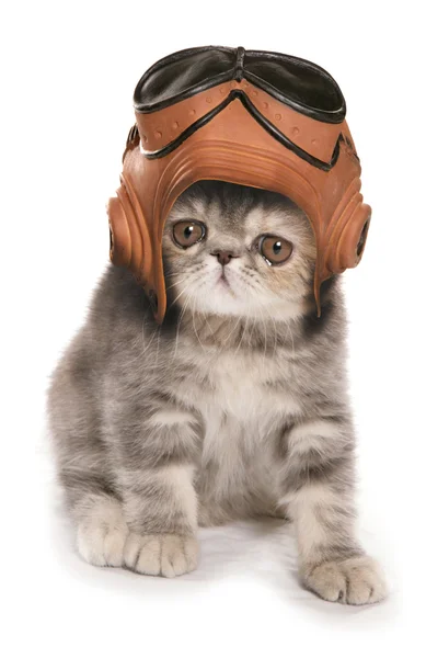 Gatinho vestindo capacete raf vintage e googles — Fotografia de Stock