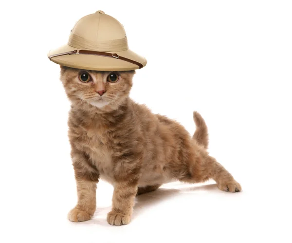 Kitten wearing a safair jungle explorers hat — Stock Photo, Image