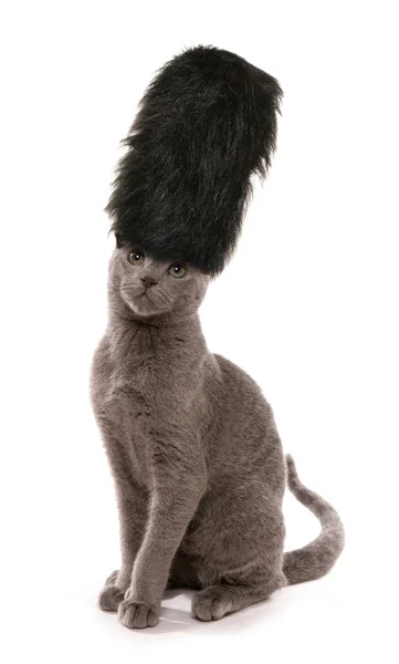 Kitten wearing London guards bearskin hat — Stock Photo, Image