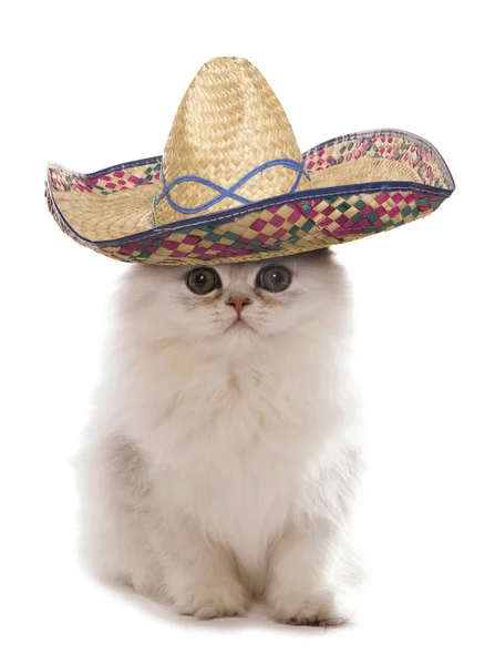 sombrero giyen yavru kedi
