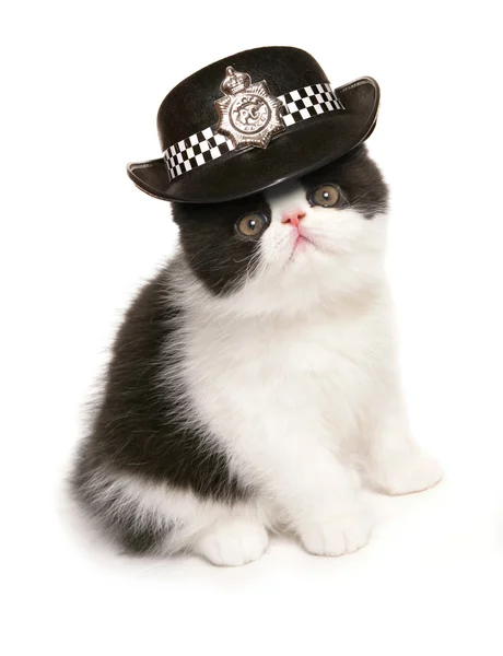 Kotě nosit dámské policejní čepici — Stock fotografie