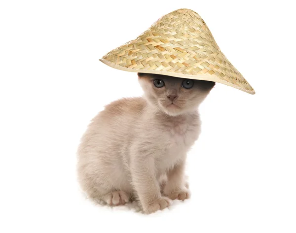 Grädde burmesiska kattunge bär kinesiska hatt cutout — Stockfoto